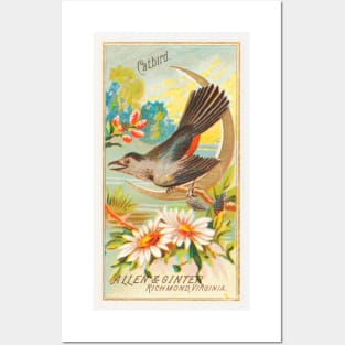 Catbird Posters and Art